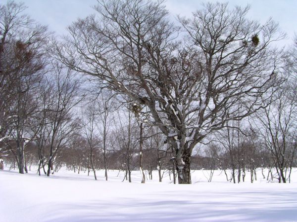 平の中の大木 1