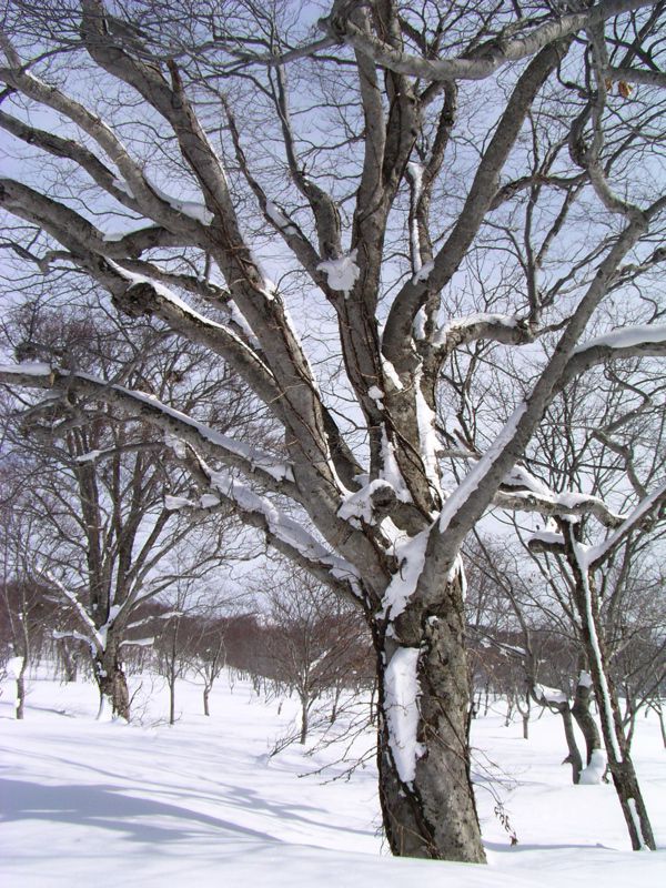 平の中の大木 2