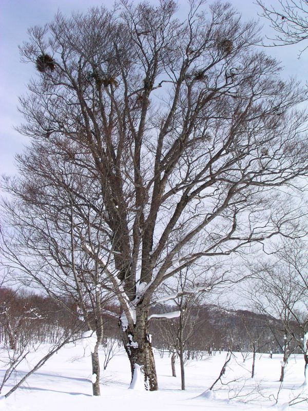 平の中の大木 3