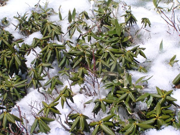 シャクナゲ群生