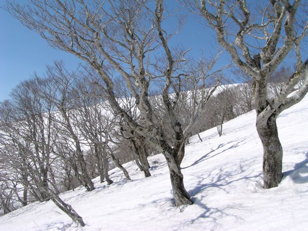 森林限界 ブナ 1