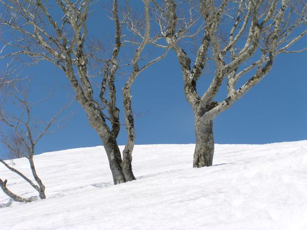 森林限界 ブナ 2