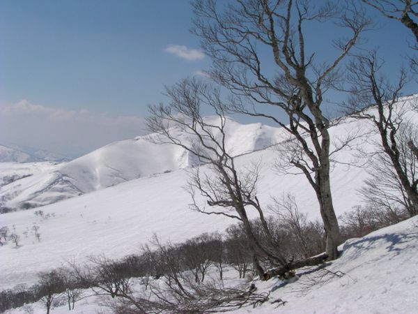 四隣限界 ブナ 3