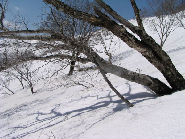 森林限界 ブナ 5