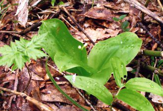 ツバメオモト 蕾