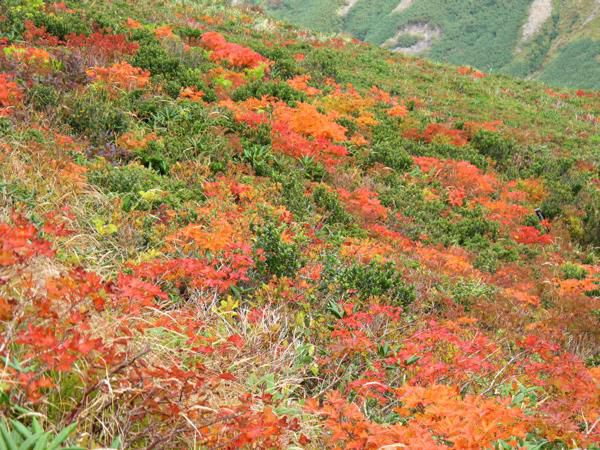 金姥に試写面 1