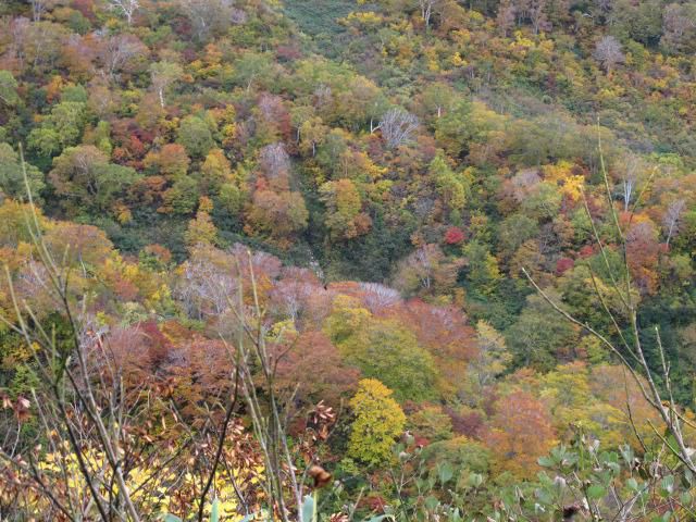 東沢コース秋色全開 3