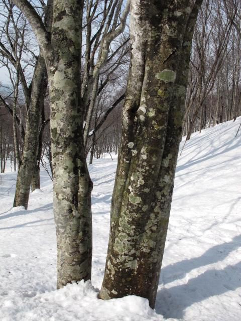 ブナ肌お化粧の時 2