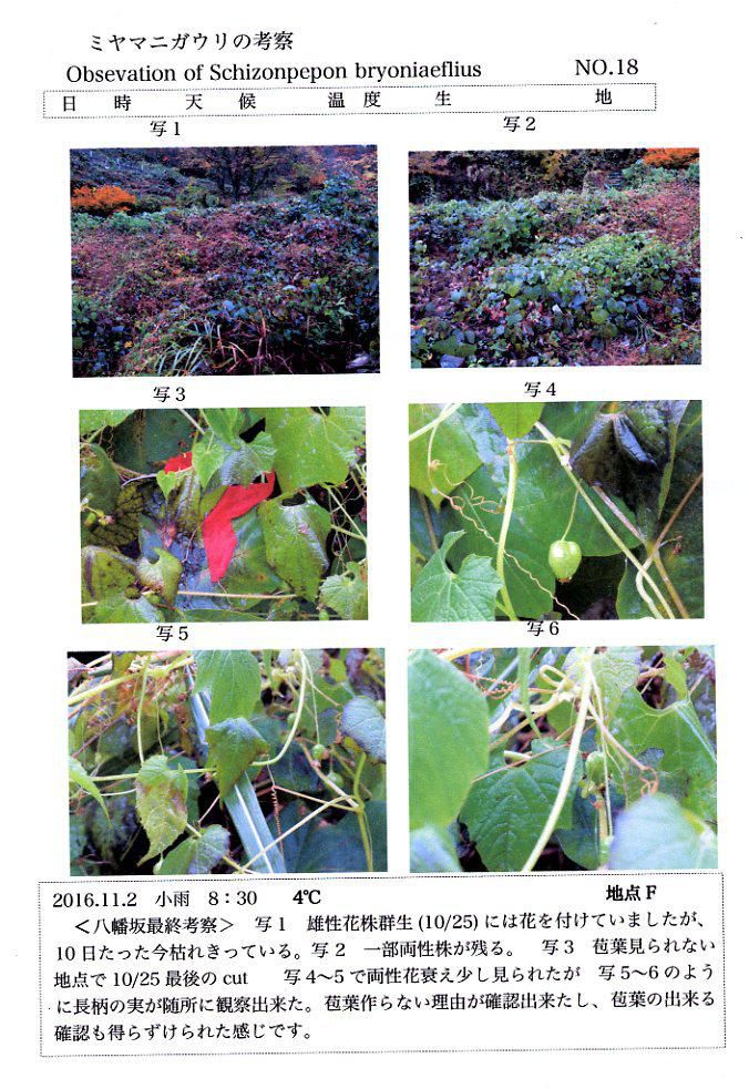 ミヤマニガウリ NO.18