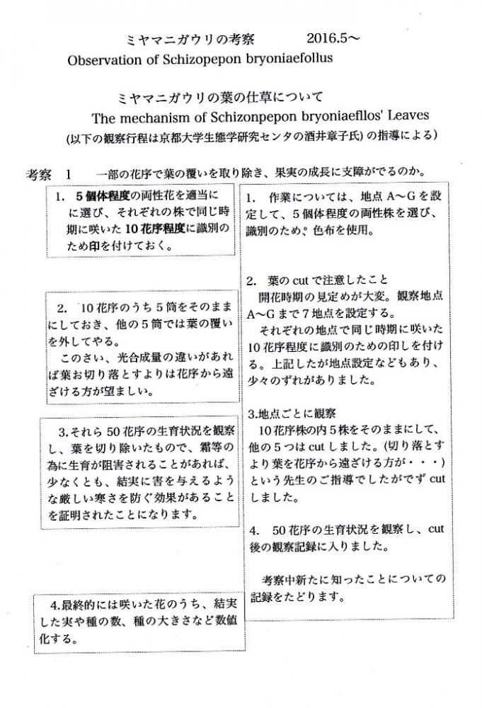 ミヤマニガウリ 考察 1