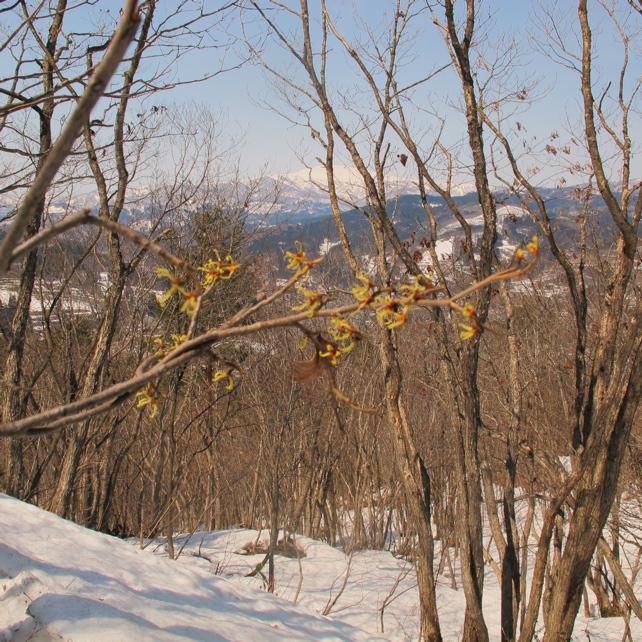 下山時の万作 1