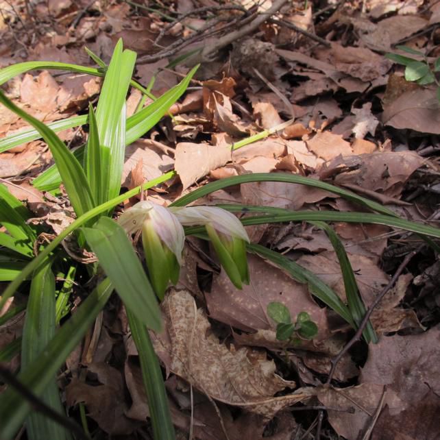 純粋な春色 シュンラン 2