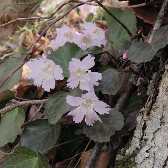 里山の多様性 イワウチワ全開の尾根 1