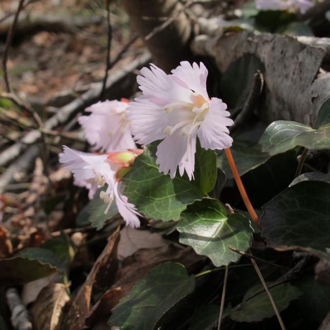 イワウチワ中腹から 2