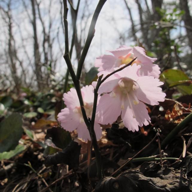 イワウチハ見事 3