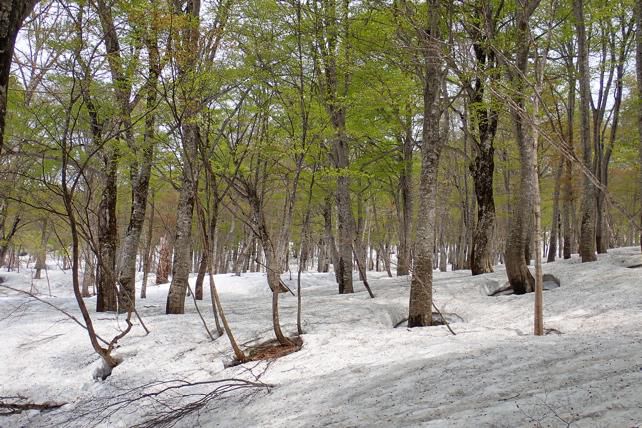 ブナ林広場 5/14