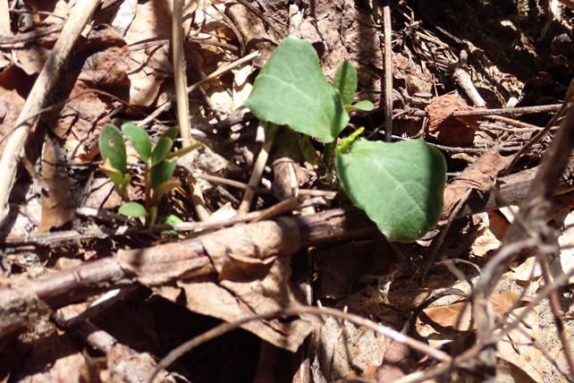 ミヤマニガウリの発芽 2