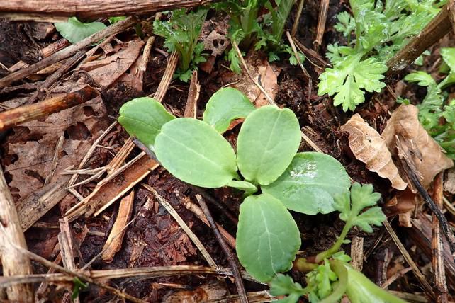 ミヤマニガウリの発芽 3株