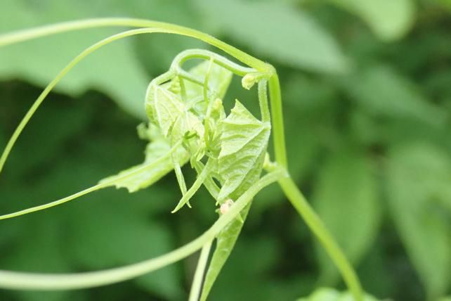 ミヤマニガウリの先端 3