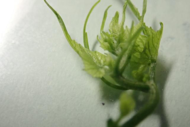 ミヤマニガウリの葉