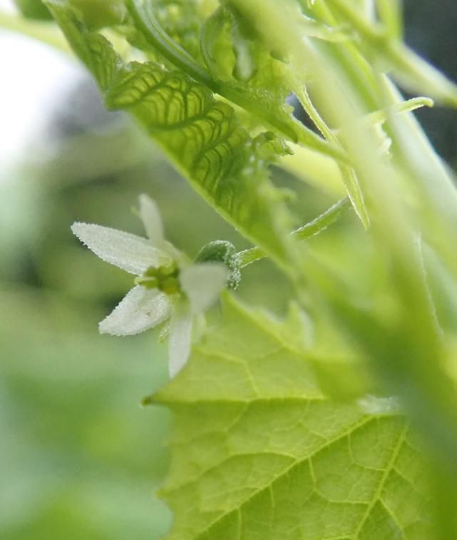両性花と子房 1