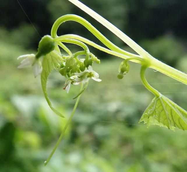 両性花と子房 2