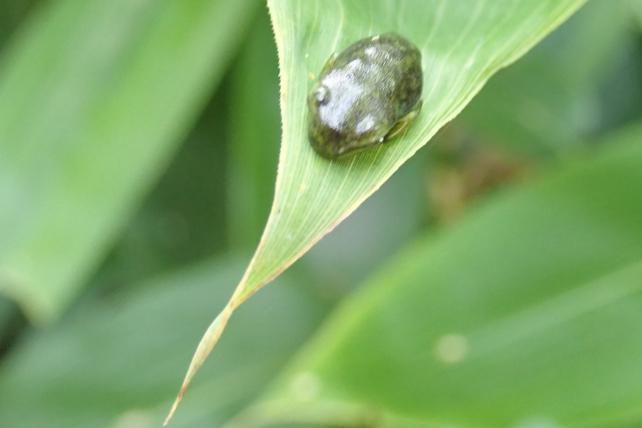モリアオの子どもたち 1