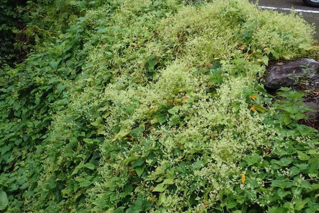 9/10 雄花序群生