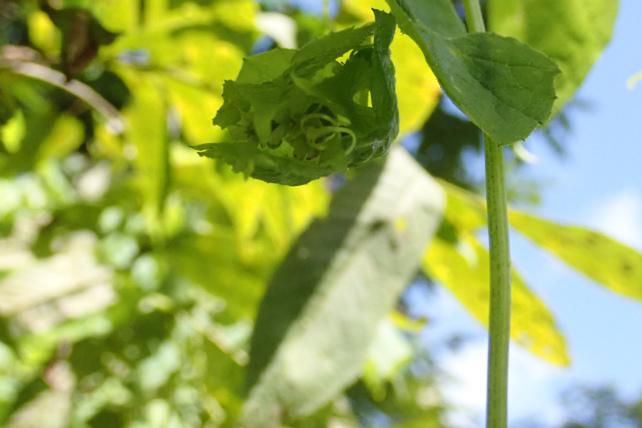 ミヤマニガウリ葉の仕様 1