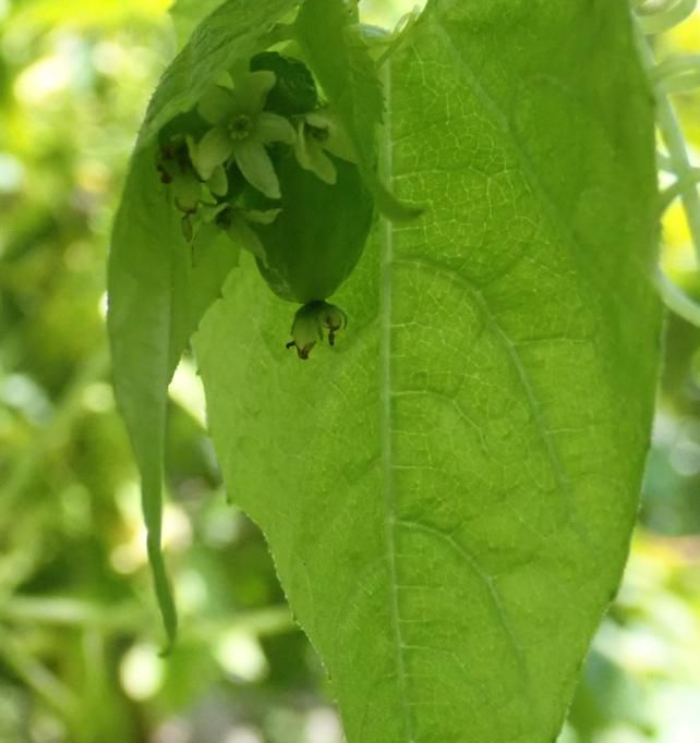 ミャマニガウリ葉の仕様 2