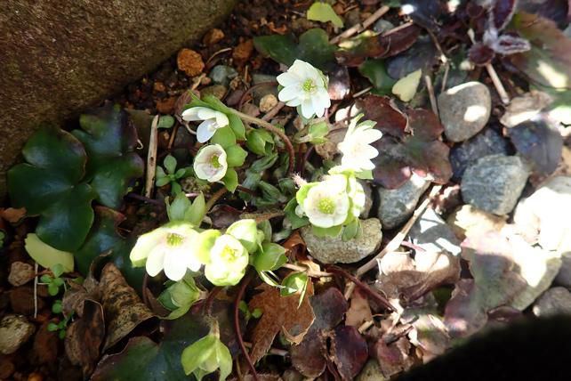 庭先にミスミソウ 1