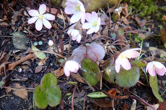 ミスミソウ 咲く 2