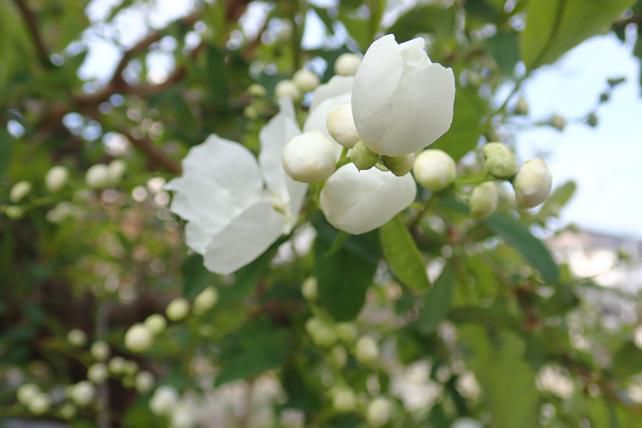 リキュウバイ 2