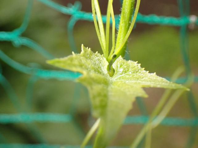 5/27 ミヤマニがウリの巻ヅル