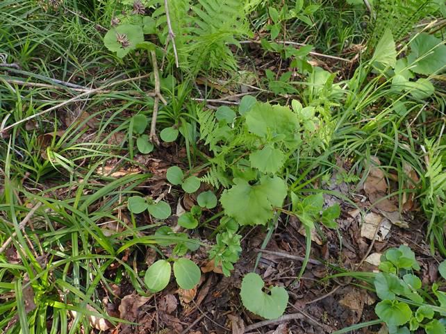 ミャマニガウリ 21.6.1 A~A-1、2,3~