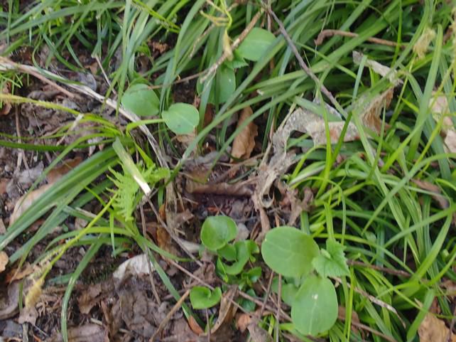 地点A-1 ミヤマニガウリ