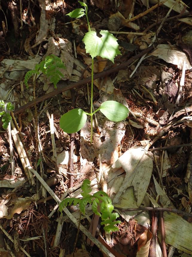 管理者道左沿いB-1、2,3