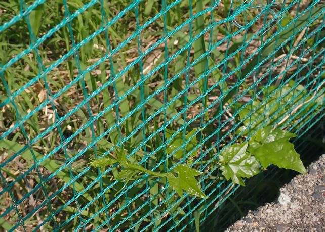 市街地にミヤマニがウリ 再