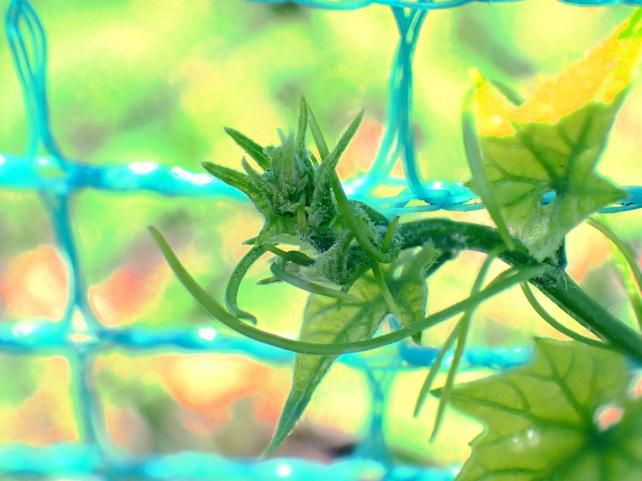 再度 市街地のニガウリ