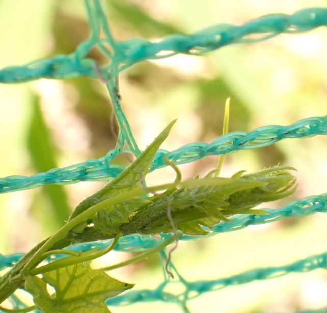 市街地にミヤマニがウリ 再 2