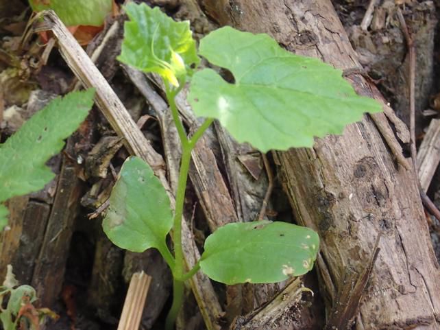 30cmのミヤマニガウリ