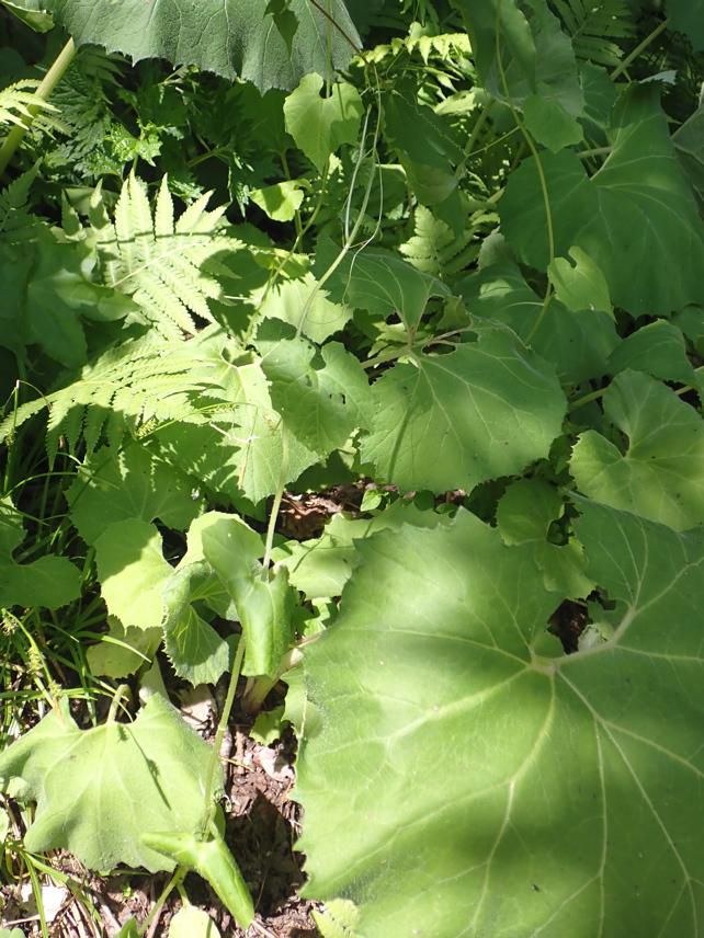 地点A-1 ミヤマニガウリ