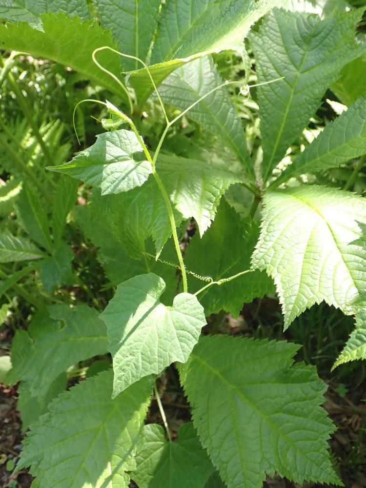 地点A-1 ミヤマニガウリ