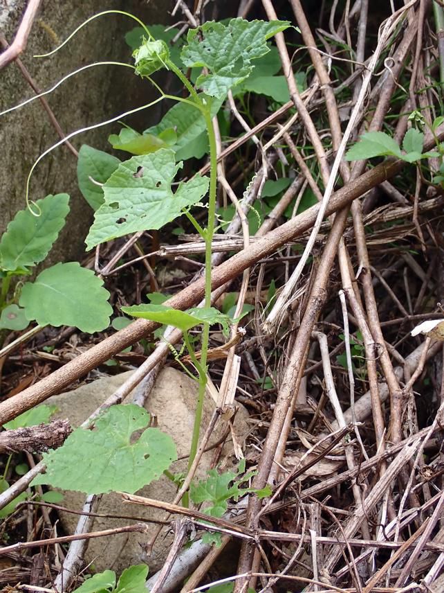 ミヤマニガウリの実 E地点