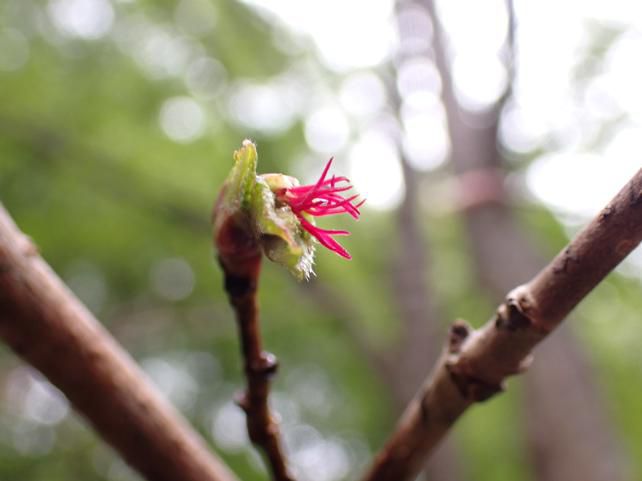 自然博物 分類学講座