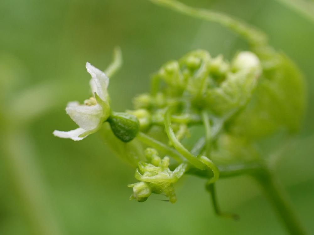 ミヤマニガウリ温室形成初期