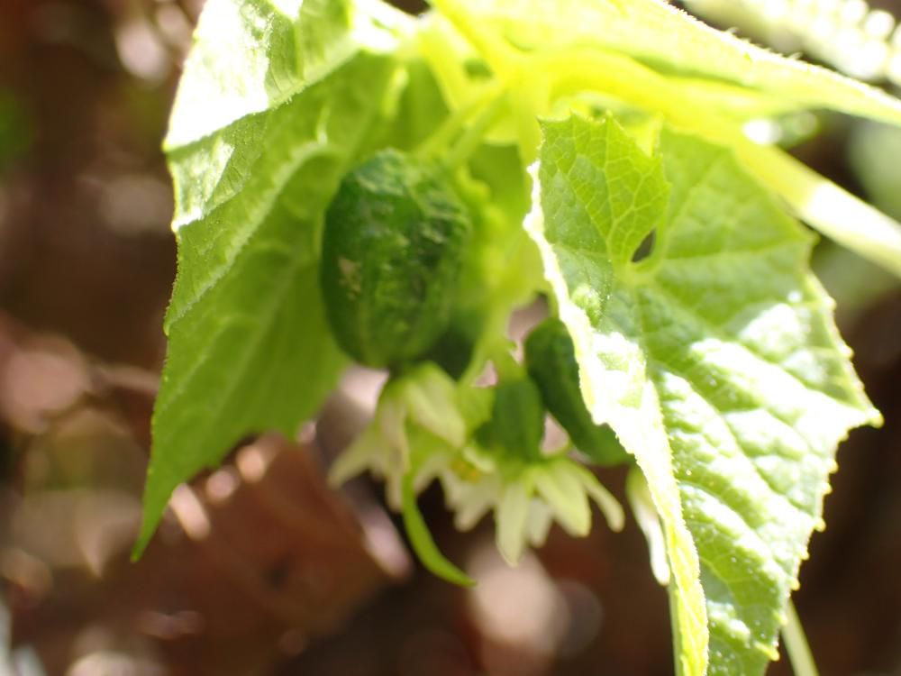 再度 両性花開花と温室と光合成