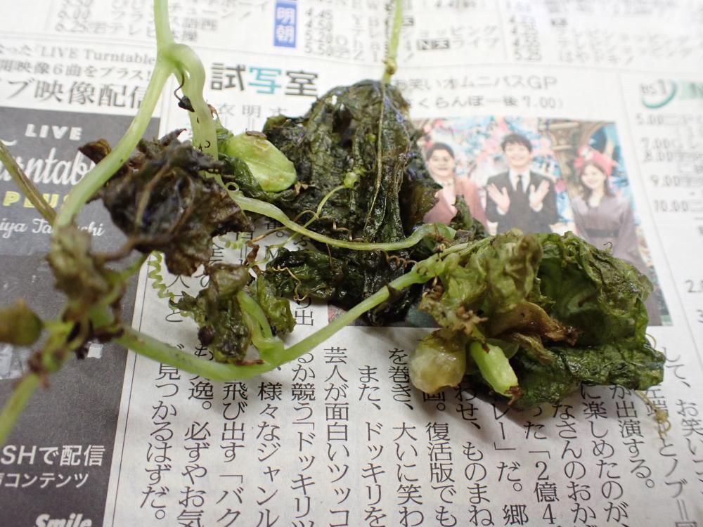 10/29 ミヤマニガウリの種子 3