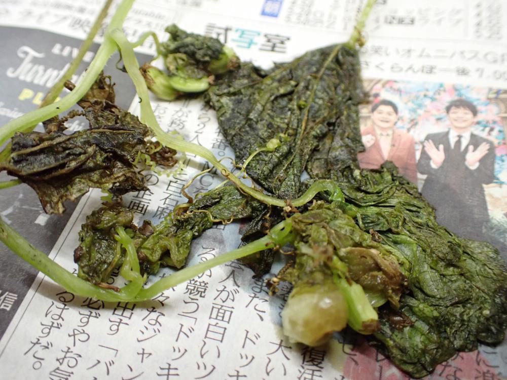 10/29 ミヤマニガウリの種子 4