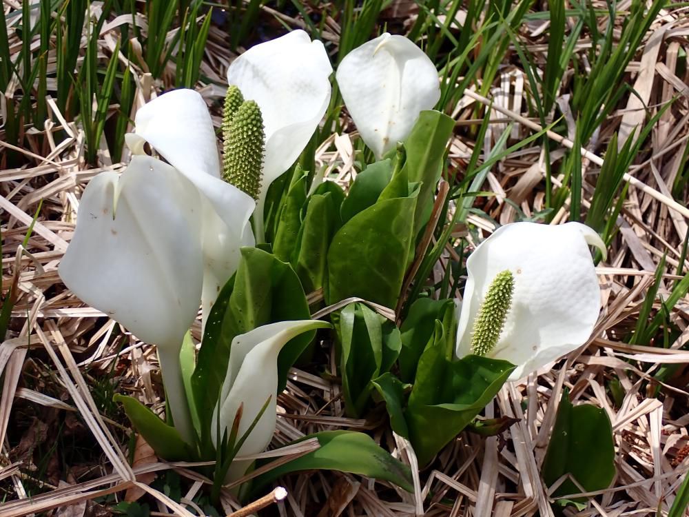 湿地の植物 ミズバショウ